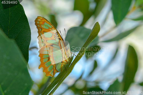 Image of Tropical exotic Malachite butterfly or Siproeta stelenes