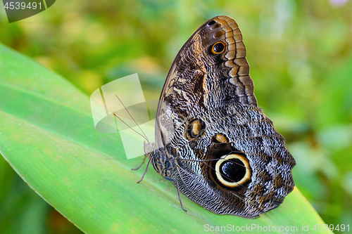 Image of Exotic Giant Owl butterfly Caligo on leaf in tropical rainforest