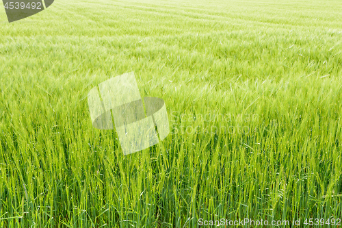 Image of Agricultural field with growing young ears of cereal