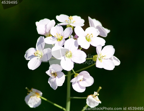 Image of blossoming meadow cress 