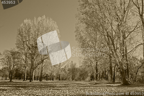 Image of park in sepia
