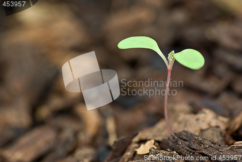 Image of new growth 
