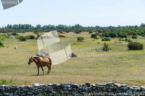Image of One brown horse in the great plain area Alvaret at the island Ol