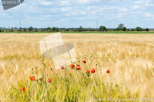 Image of Red poopies in a farmers field soon ready for harvest