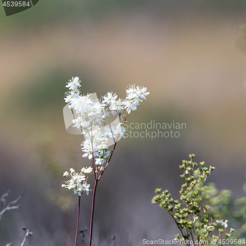 Image of Dropwort summer flower close up