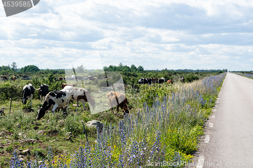 Image of Grazing cattle by a beautiful road side with blossom summer flow