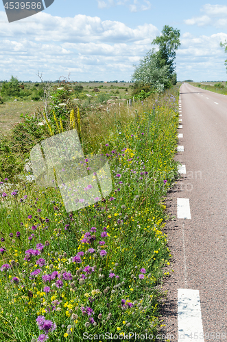 Image of Road side with beautiful blossom summer flowers