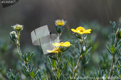 Image of Shrubby cinquefoil close up with a blurred background