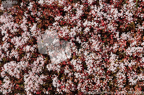 Image of White stonecrop close up for background image