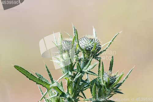 Image of Thistle buds close up