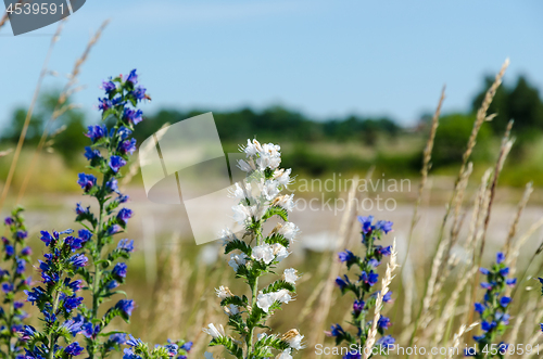 Image of White and blue blueweed flowers close up
