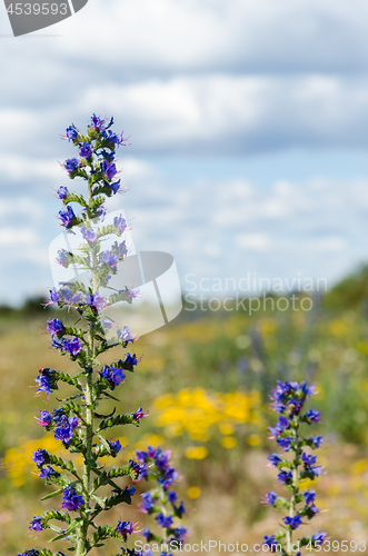 Image of Blueweed flowers close up with a yellow background