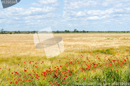 Image of Red blossom poppies in a farmers field in the World Heritage  Ag