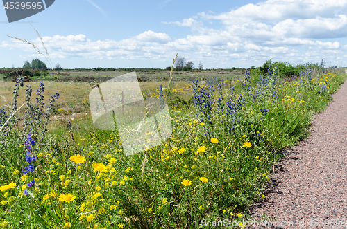 Image of Colorful blossom road side at the island Oland in Sweden