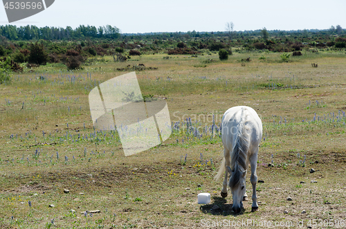 Image of White horse grazing in the World Heritage   Agricultural Landsca