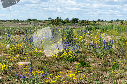 Image of Blossom summer flowers in the World Heritage  Agricultural Lands