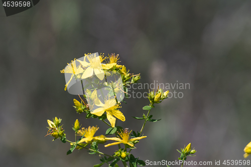 Image of Blossom Saint-john\'s-wort close up by a blurred background