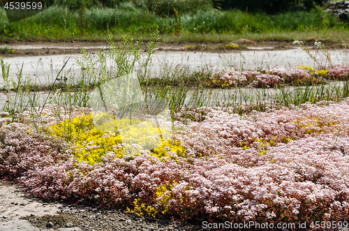 Image of White and yellow stonecrop wildflowers