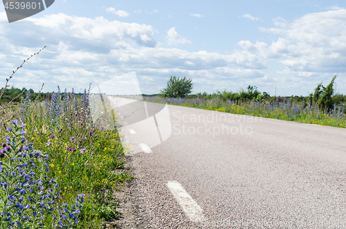 Image of Beautiful summer flowers by road side at the island Oland in Swe