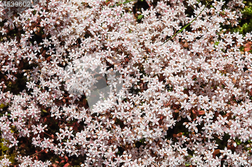 Image of White stonecrop close up