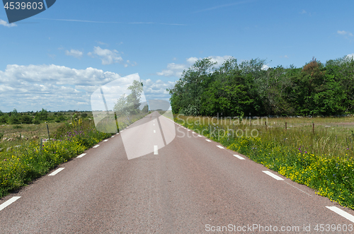 Image of Country road surrounded with blossom road sides