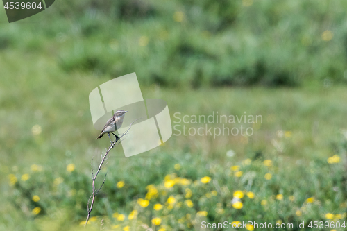 Image of Male Winchat, Saxicola rubera, sitting on a twig with a green na