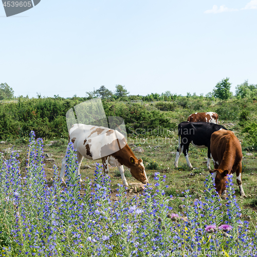 Image of Grazing cattle in a pastureland with junipers and blue summer fl