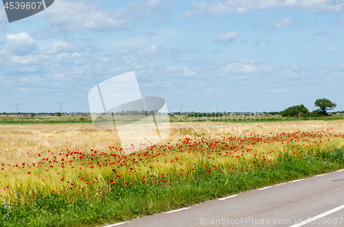 Image of Red poppies by road side in a plain landscape