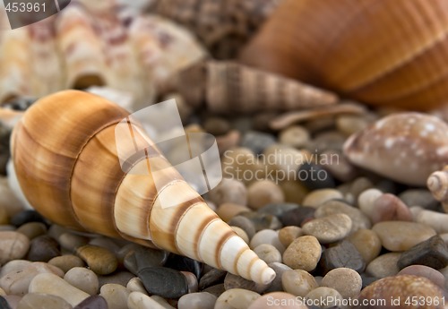 Image of shells and stones