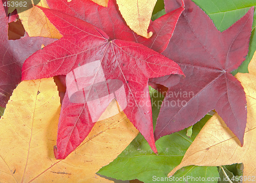 Image of autumn leaves