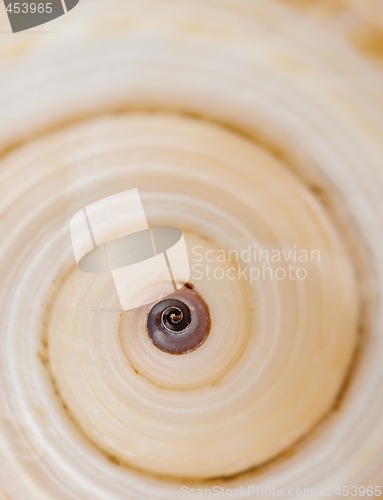 Image of swirling shell