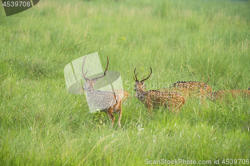 Image of Sika or spotted deers herd in the elephant grass