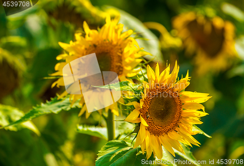 Image of Sunflower and bees in the garden