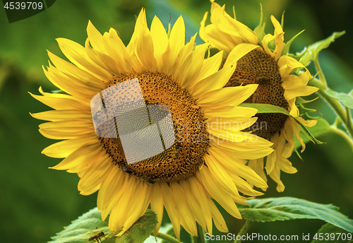 Image of Sunflower and bees in the garden