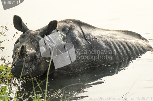 Image of Indian rhinoceros Rhinoceros unicornis or one-horned rhinoceros