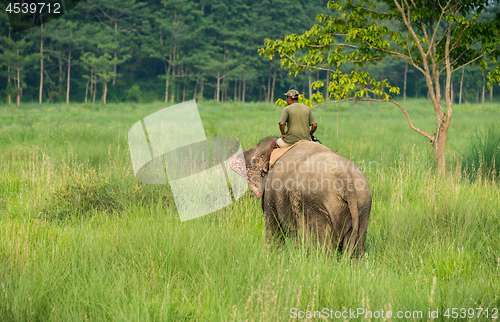 Image of Mahout or elephant rider riding a female elephant