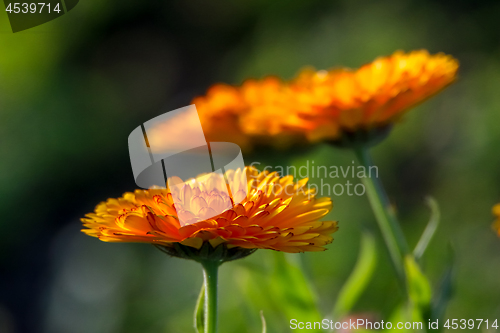 Image of Orange calendula in green garden.