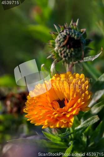 Image of Orange calendula in green garden.