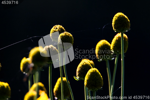 Image of Yellow flowers on dark background