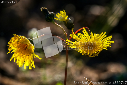 Image of Background of wild yellow flowers