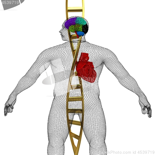 Image of 3D medical background with DNA strands and wire human body model