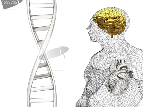 Image of 3D medical background with DNA strands and wire human body model