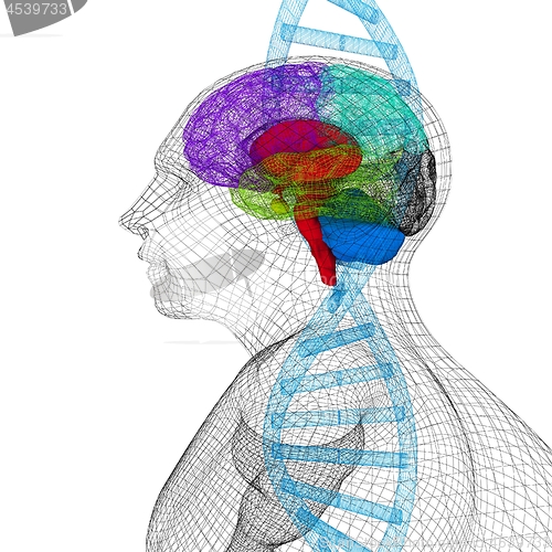 Image of 3D medical background with human, brain and DNA strands. 3d rend