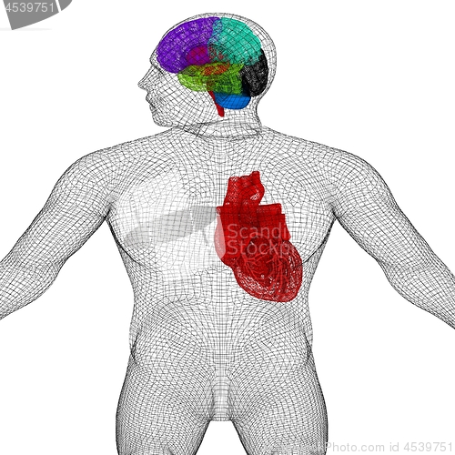 Image of Wire human body model with heart and brain in x-ray. 3d render