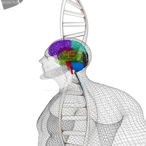Image of 3D medical background with human, brain and DNA strands. 3d rend