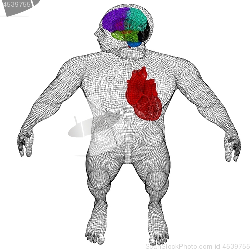 Image of Wire human body model with heart and brain in x-ray. 3d render