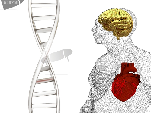 Image of 3D medical background with DNA strands and wire human body model