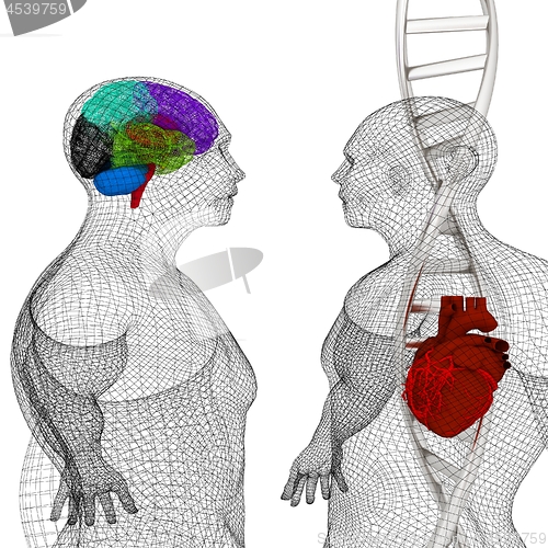 Image of 3D medical background with DNA strands and wire human body model