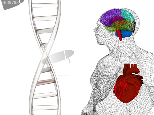 Image of 3D medical background with DNA strands and wire human body model