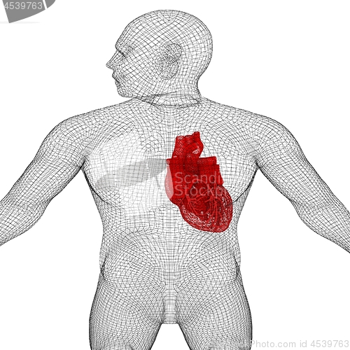 Image of Human Internal Organic - Human Heart, medical concept. 3d render